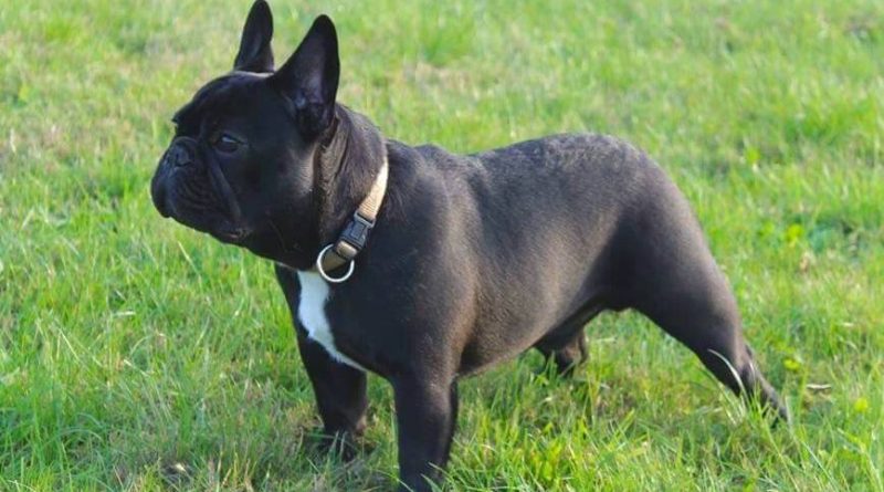 Animali: è il Bulldog francese il cane che conquista i cuori delle celebrity